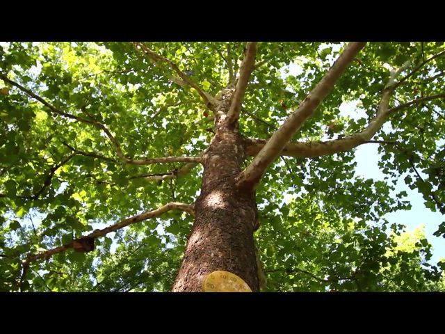 Around Our Yard