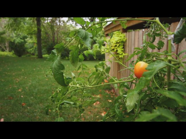 Around the Yard with Trixie