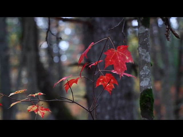 Fall in Wisconsin (10-2024) (2 of 3)