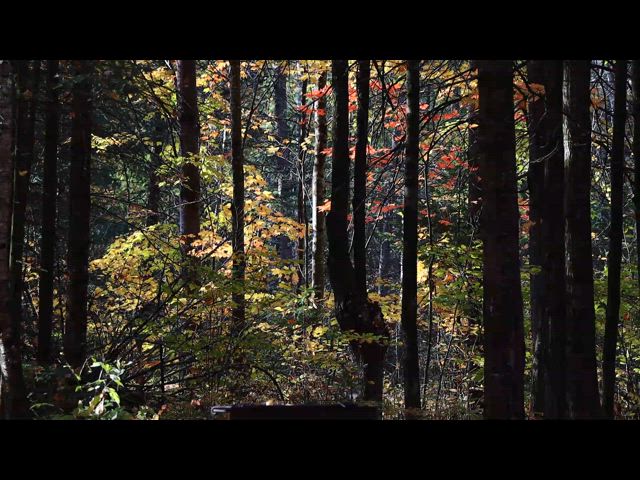 Fall in Wisconsin (10-2024) (3 of 3)