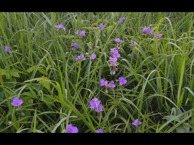Serenity in the Flinthills